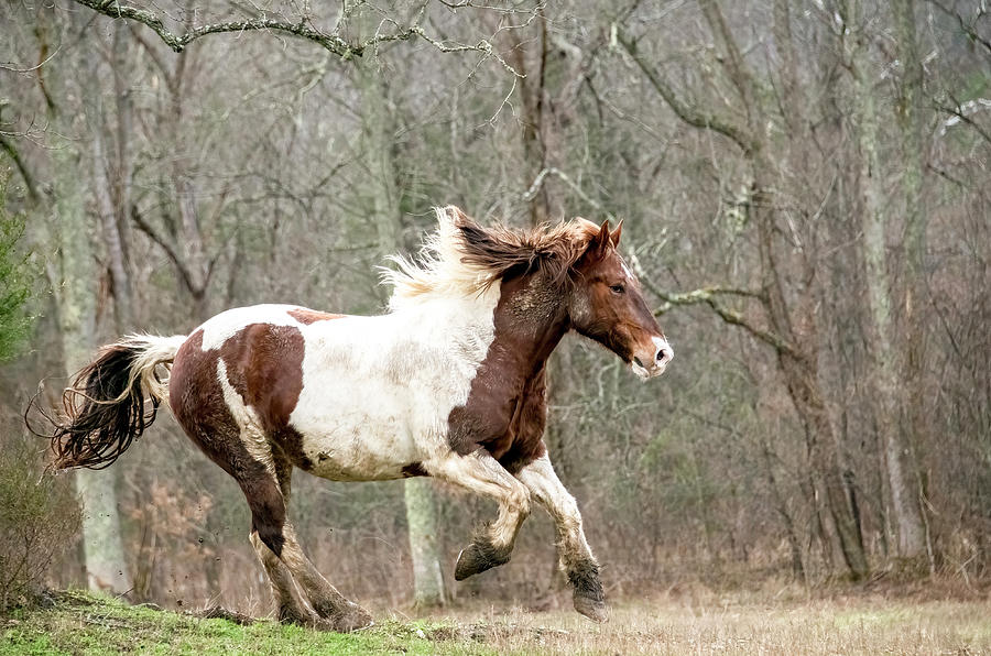 Morning Frolic, Cades Cove Horse Series Photograph by Marcy Wielfaert