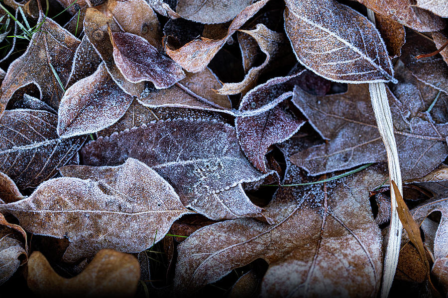 Morning Frost 3 Photograph by Steve Gravano