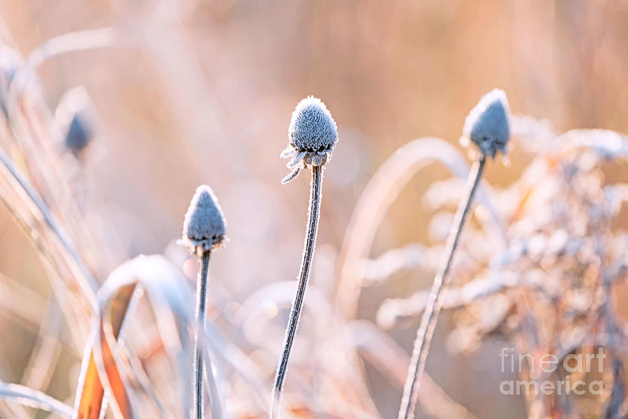 Morning Frost Photograph
