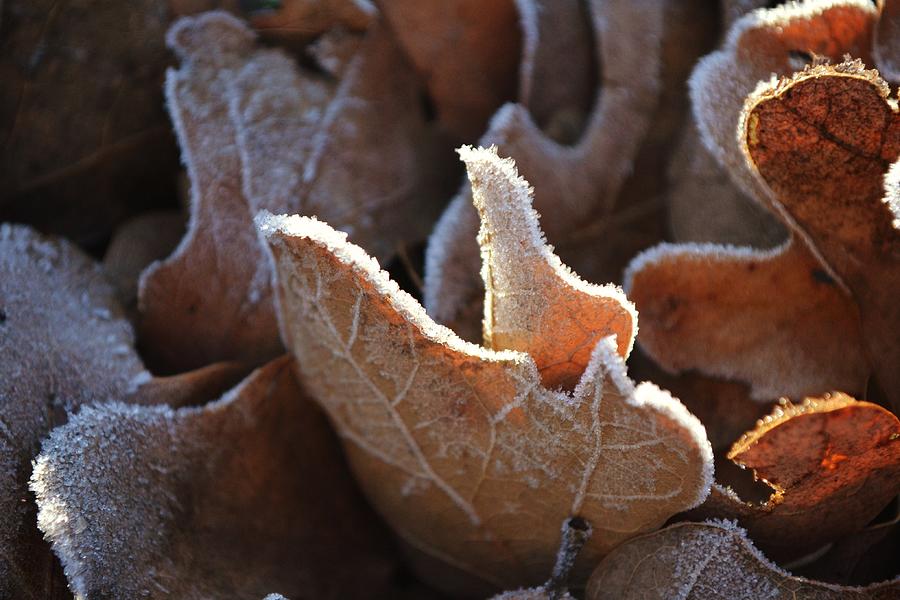Morning Frost on Fall Leaves Photograph by Gaby Ethington