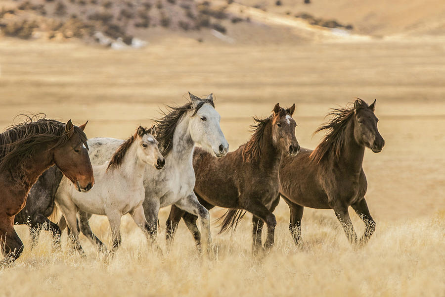 Morning Gallop Photograph by Kent Keller - Fine Art America