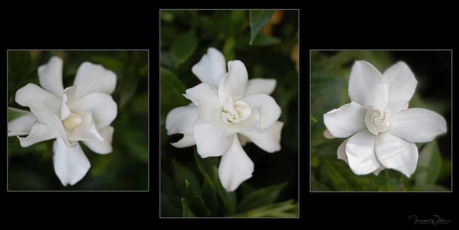 Morning Gardenia Triptych - Aligned Version Photograph by Teresa Wilson