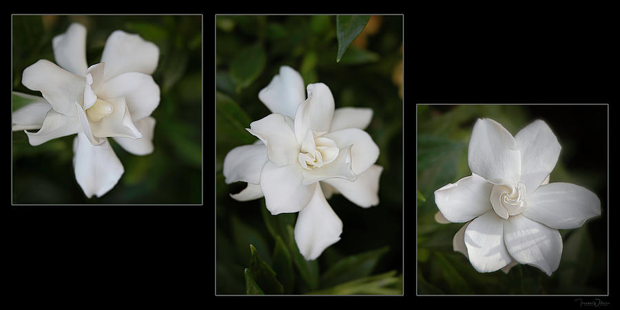 Morning Gardenia Triptych - Offset Version Photograph by Teresa Wilson