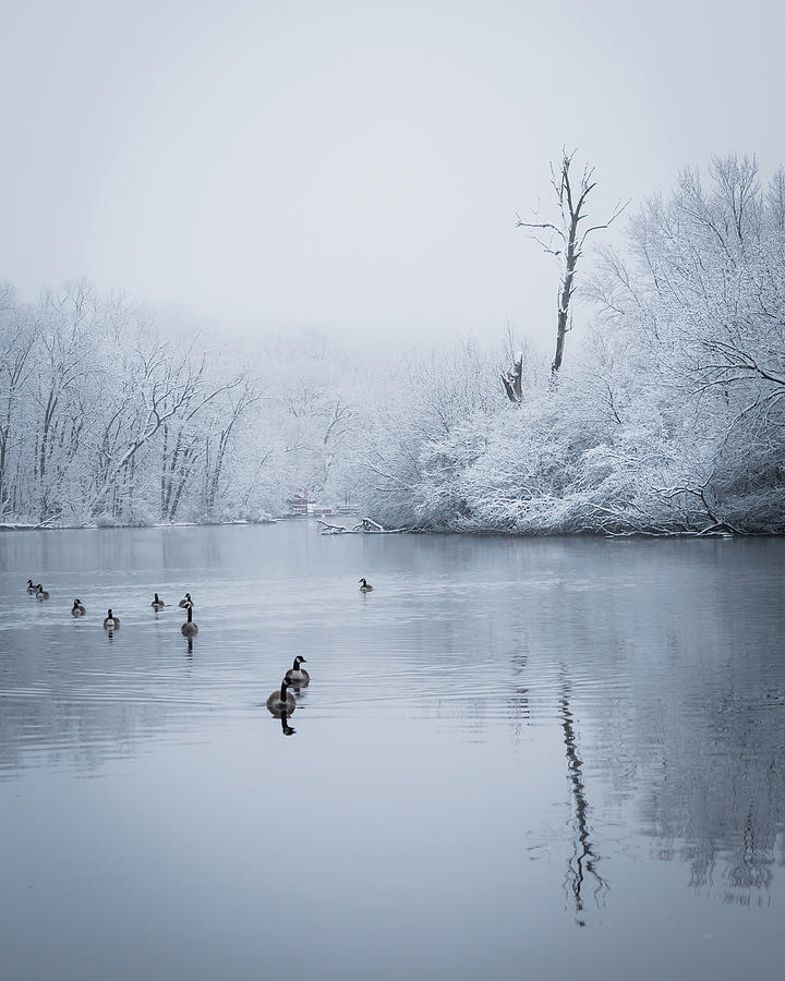 Morning Geese on the River Photograph by Lauri Novak