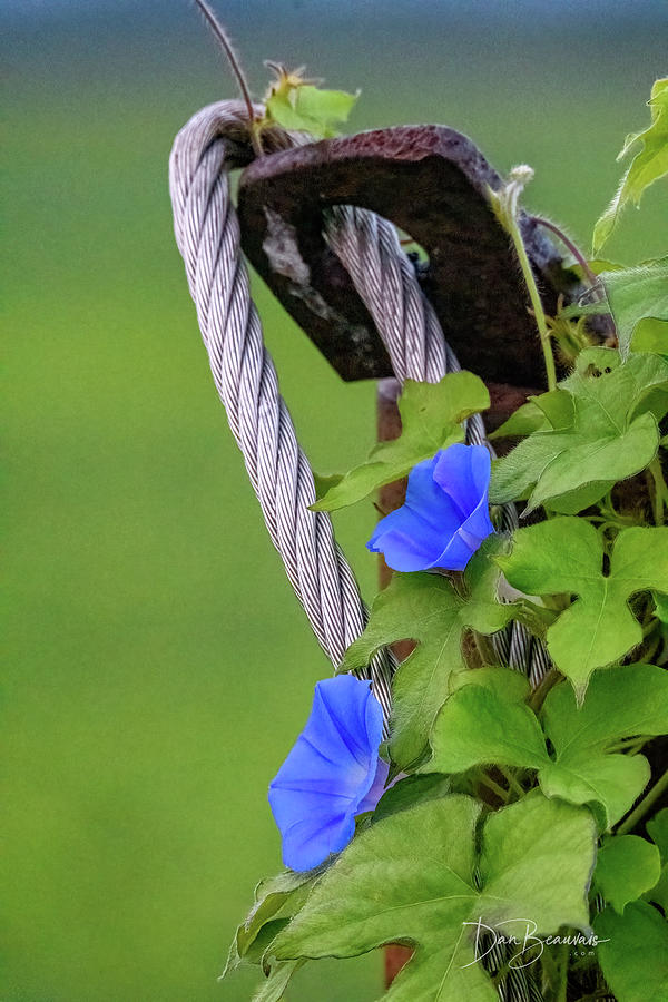Morning Glories and Hasp #7164 Photograph by Dan Beauvais