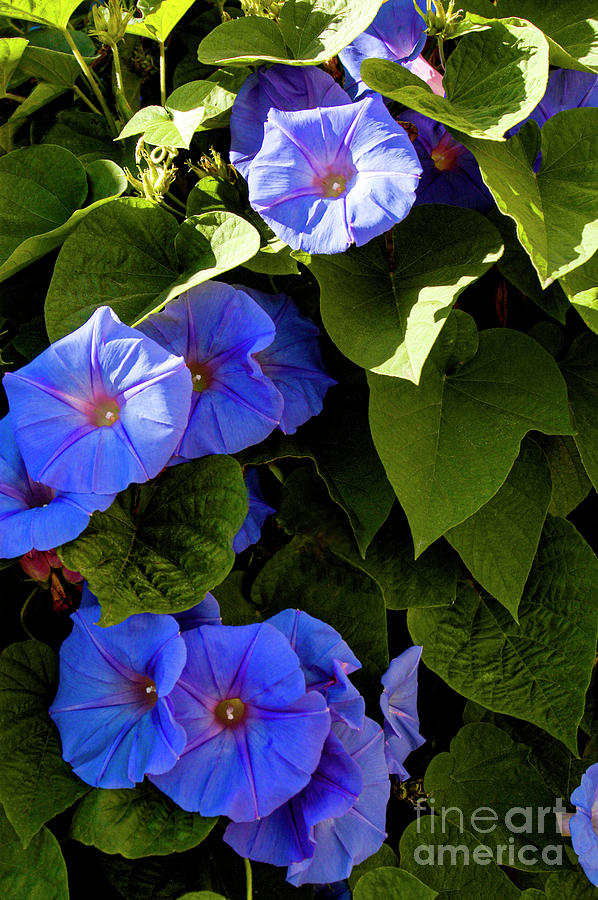 Morning Glories growing on a fence or trellis.  Photograph by Gunther Allen