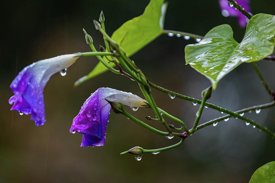 Morning Glories in the Rain Photograph by Steve Gravano