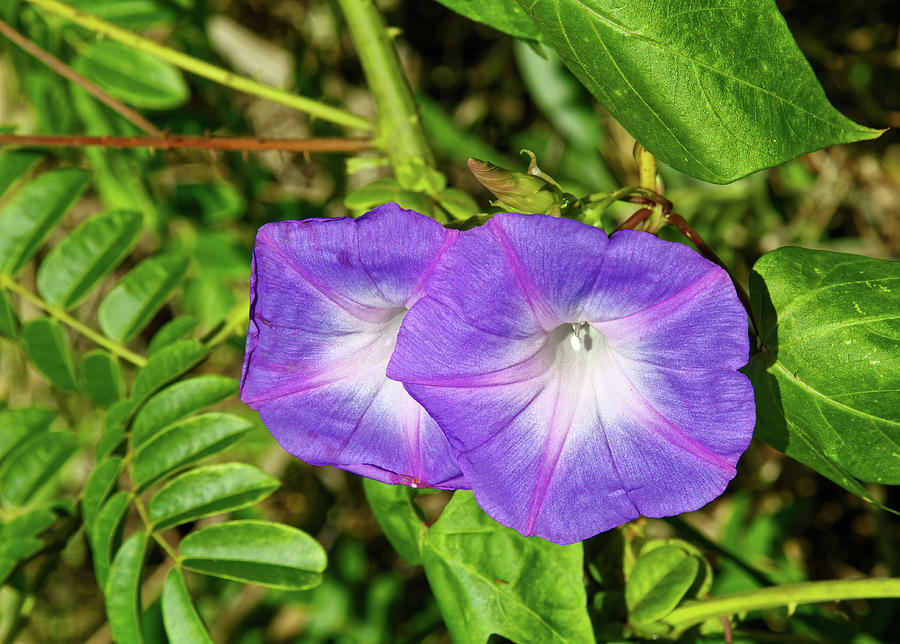Morning-glories Photograph by Sally Weigand