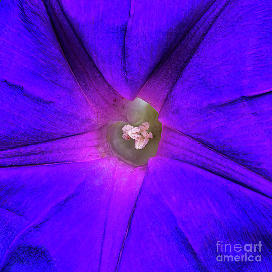 Morning Glory Photograph - Morning Glory 5.1485 by Stephen Parker