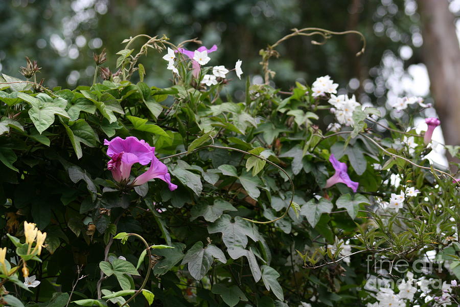 Morning Glory and Jasmine Photograph by Cynthia Marcopulos