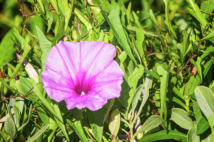 Morning Glory At Fort Macon State Park Photograph