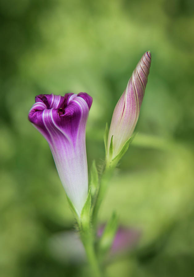 Morning Glory Bloom and Bud Photograph by Patti Deters