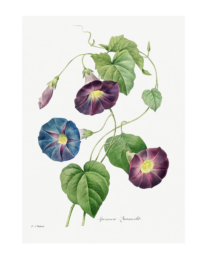 Morning Glory, Botanical Print, Vintage Botanical Illustration Digital