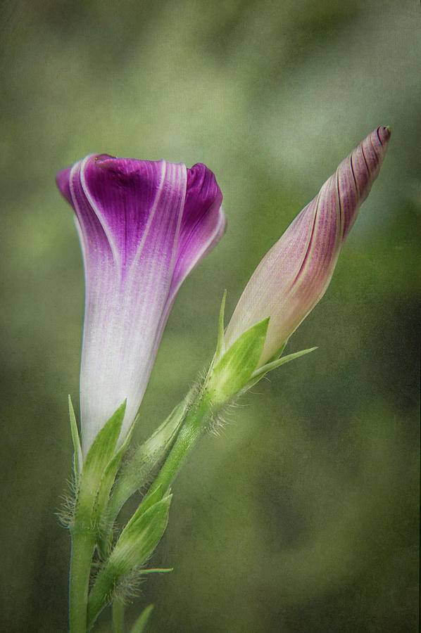 Morning Glory Bud and Bloom Photograph by Patti Deters