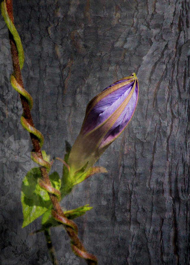 Morning Glory Bud Photograph by Patti Deters