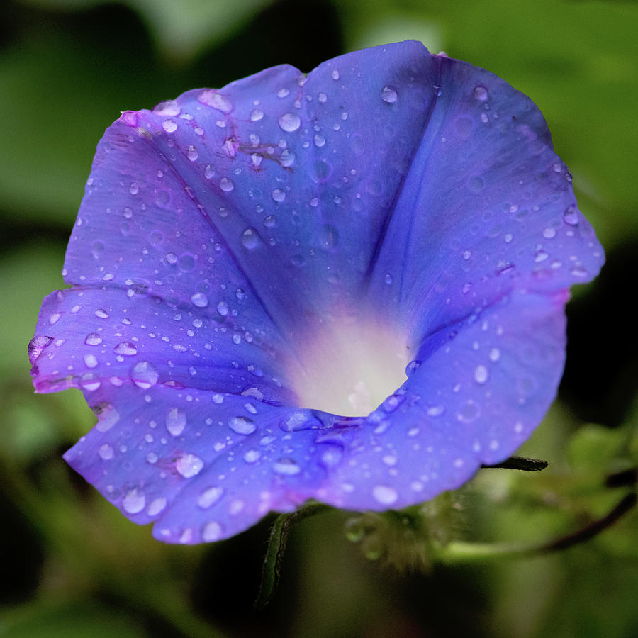 Morning Glory Dew Square Photograph by Terry DeLuco