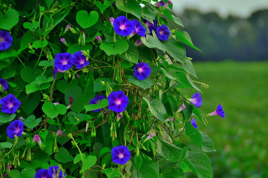 Morning, Glory Photograph by Eric Towell