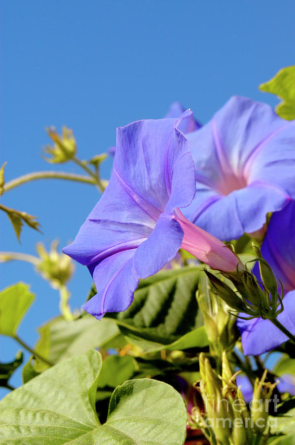 Morning glory flowers blooming towards the sky on a summers spring day. Photograph by Gunther Allen