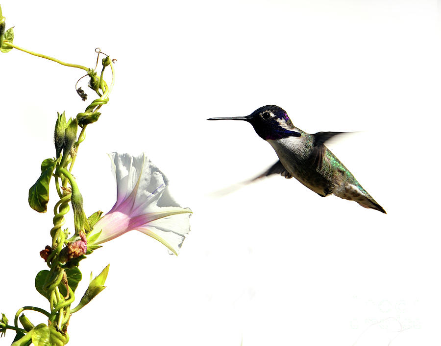 Morning Glory Hummingbird Photograph by Denise Bruchman