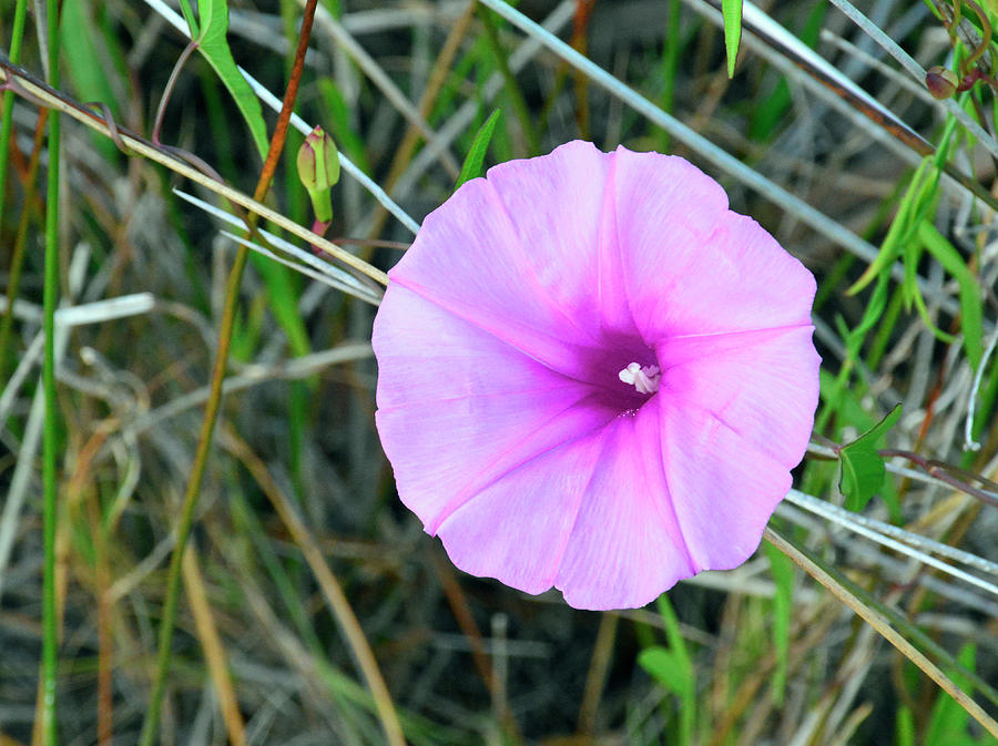 Morning Glory in the Marshes of Jekyll Island Photograph by Bruce Gourley