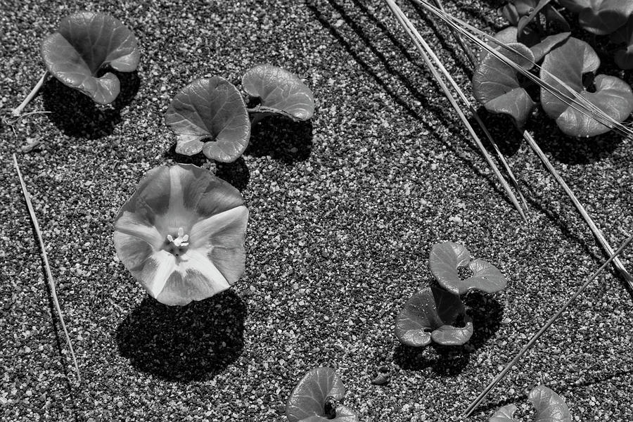 Morning Glory in the Sand bw Photograph by Rick Pisio