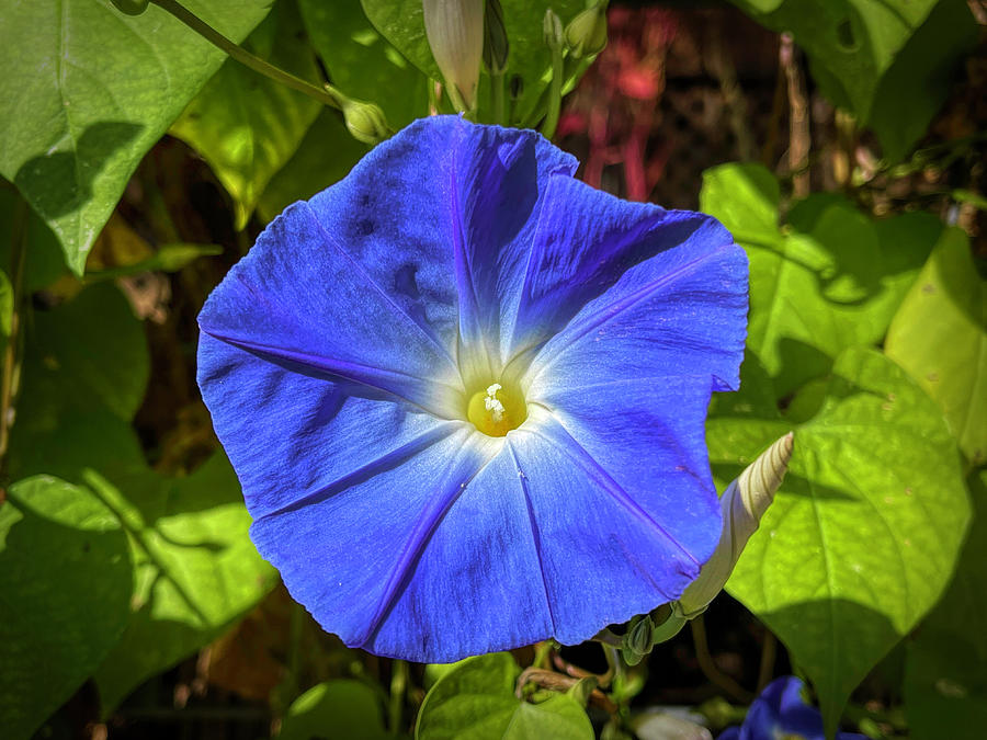 Morning Glory Photograph by Judy Vincent
