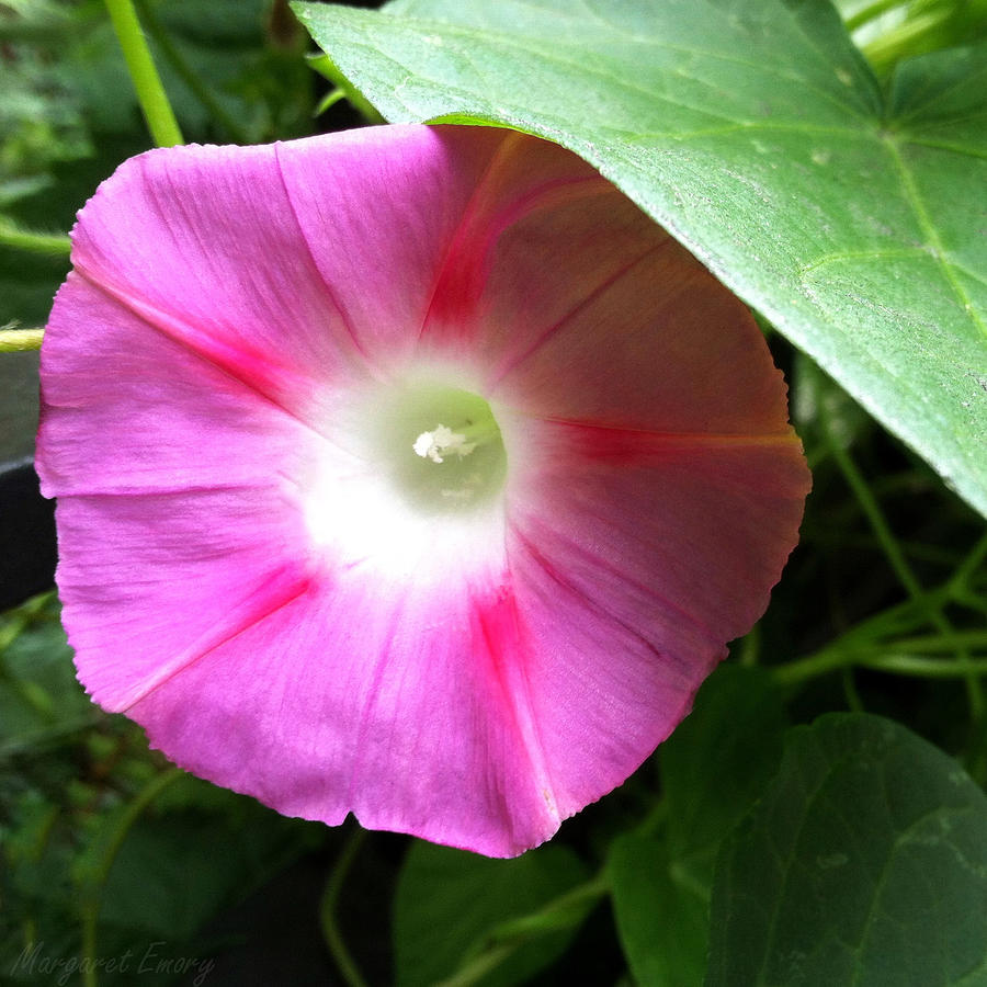 Peekaboo Morning Glory Photograph by Margaret Emory Design - Fine Art ...