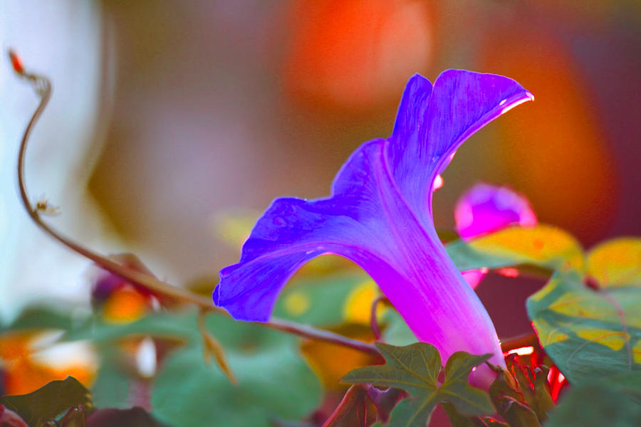 Morning Glory - Regal Violet Photograph by Montez Kerr