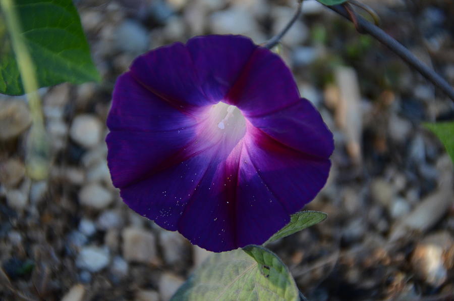Morning Glory Photograph by Rich Clewell
