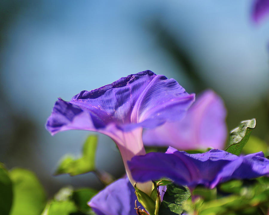 Morning Glory - Royal Violet Photograph by Montez Kerr