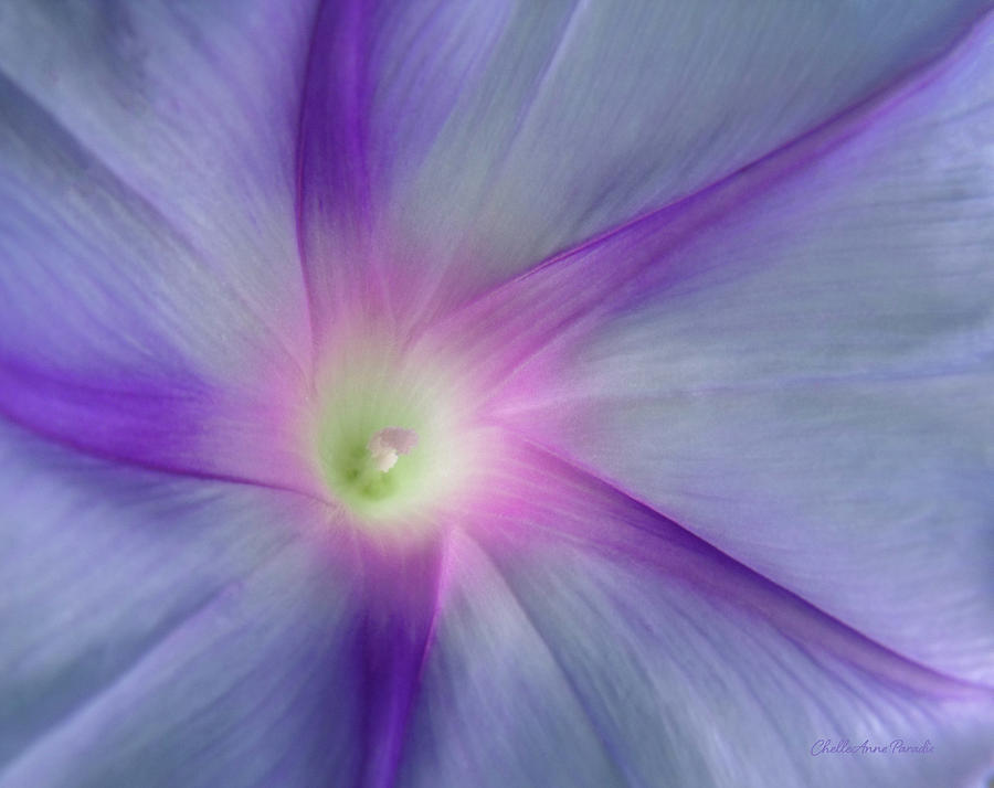 Morning Glory Star Photograph by ChelleAnne Paradis
