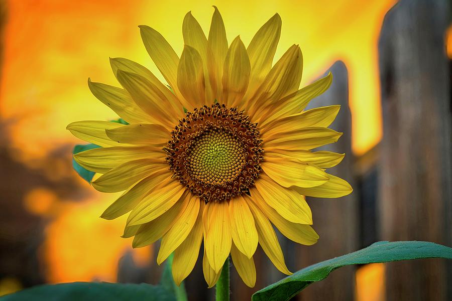 Morning Glory Sunflower Photograph by Lynn Hopwood