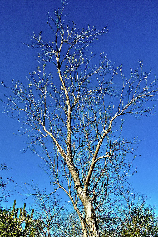 Morning Glory Tree near  in El Fuerte in Sinaloa, Mexico Photograph by Ruth Hager