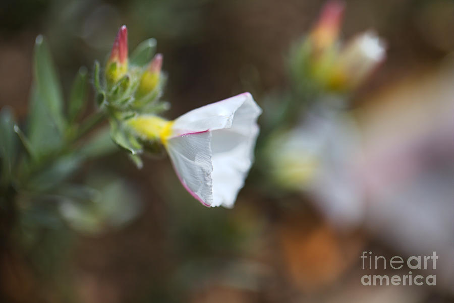 Morning Glory White Flower  Photograph by Joy Watson