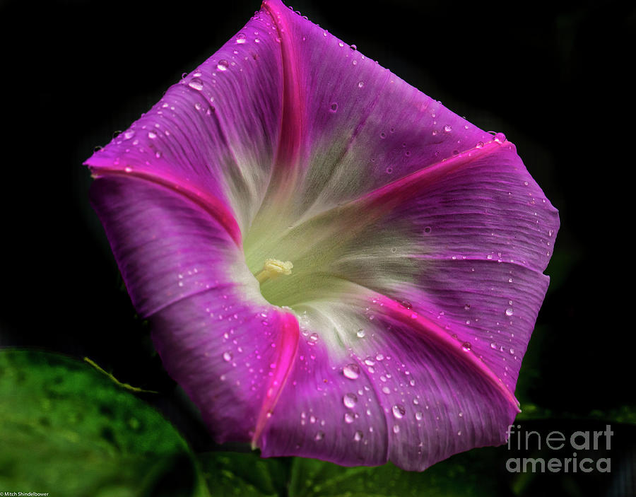 Morning Glory With Dew Photograph