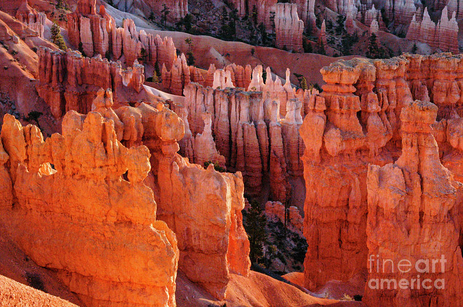 Morning Glow at Bryce Canyon Sunset Point Photograph by Bob Phillips