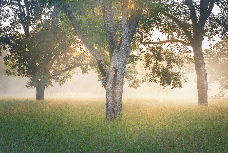 Morning Glow In Autaugaville Alabama Photograph by Jordan Hill