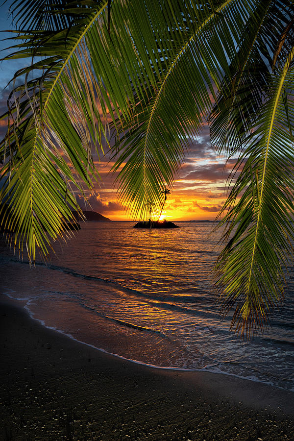 Morning Gold Palms  Photograph by Leonardo Dale