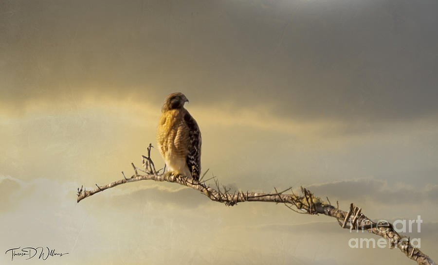 Morning Hawk Photograph by Theresa D Williams