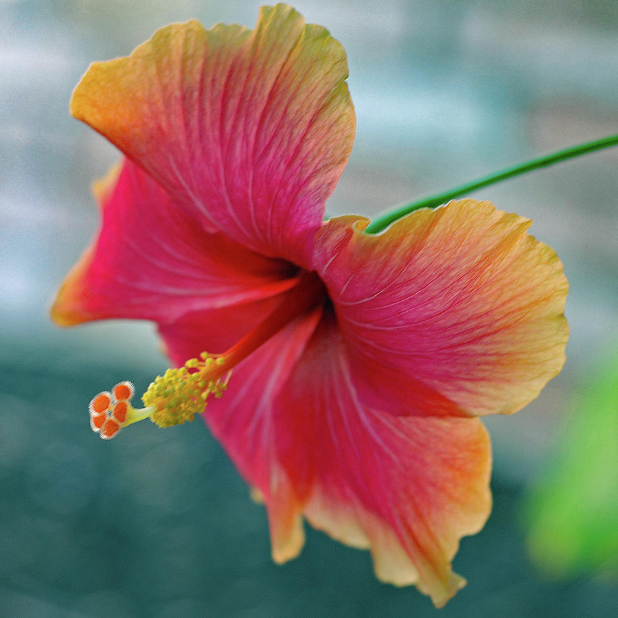 Morning Hibiscus Encore Photograph by Connie Fox