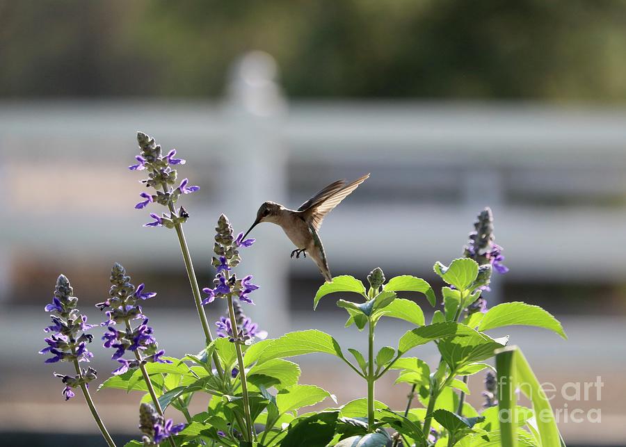 Morning Hummingbird in the Salvia Photograph by Carol Groenen