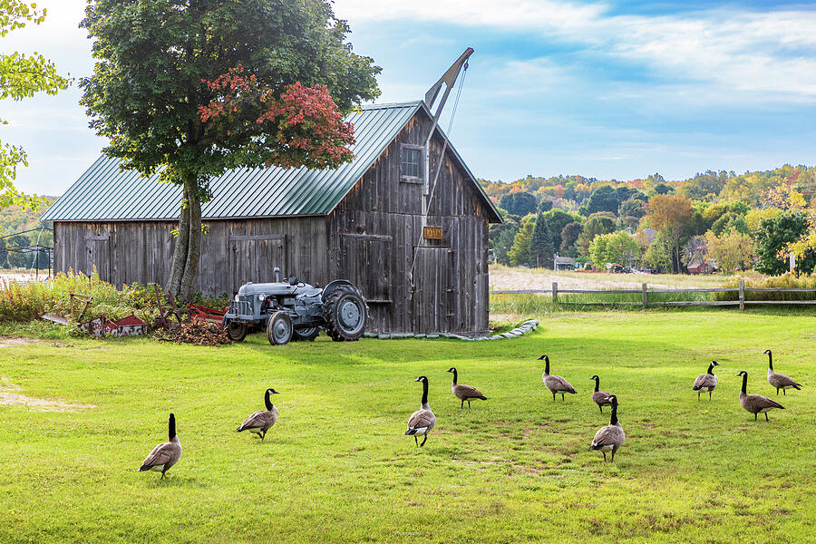 Morning in the Barnyard Photograph by Robert Carter Morning in the Barnyard Photograph by Robert Carter
