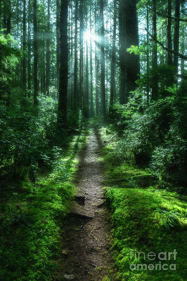 Morning in the Forest Photograph by Masako Metz