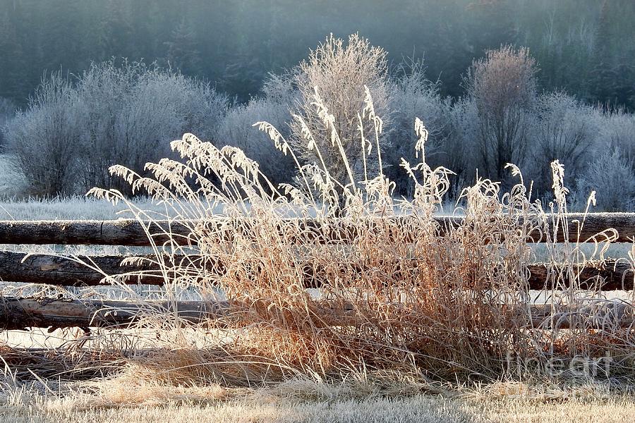 Morning in the frost Photograph by Nicola Finch