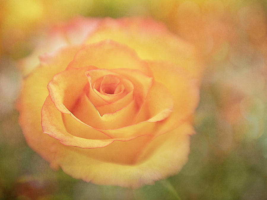 Morning in the Rose Garden Photograph by Teresa Wilson