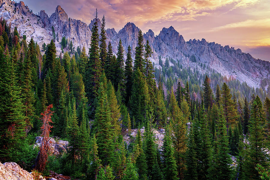 Tree Photograph - Morning in the Sawtooths by Rick Berk