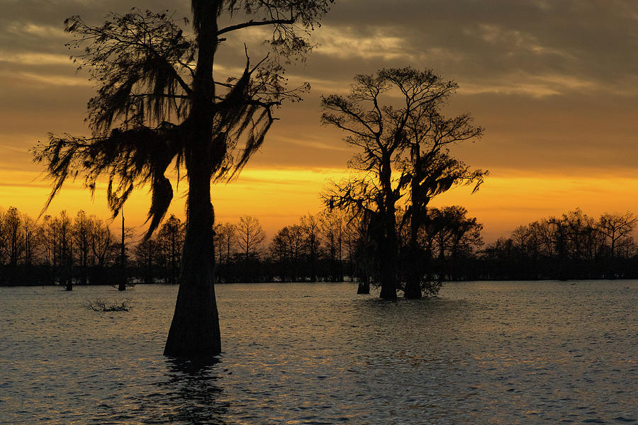 Morning in the Swamp Photograph by Tim Stanley