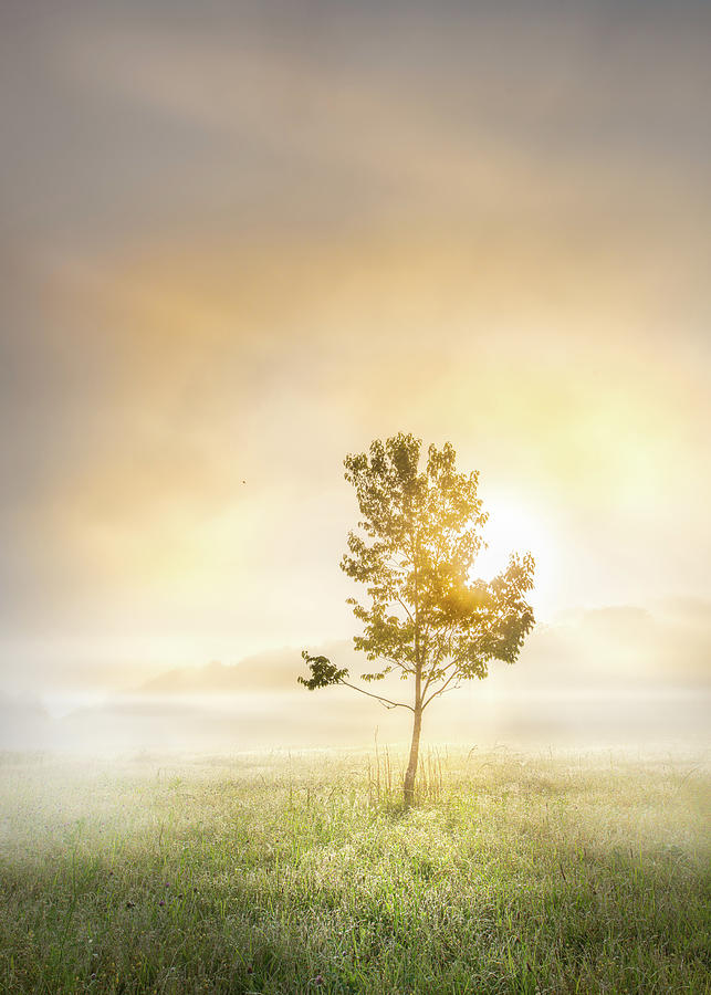 Sunrise Tree In Mississippi Morning Fog  Photograph by Jordan Hill