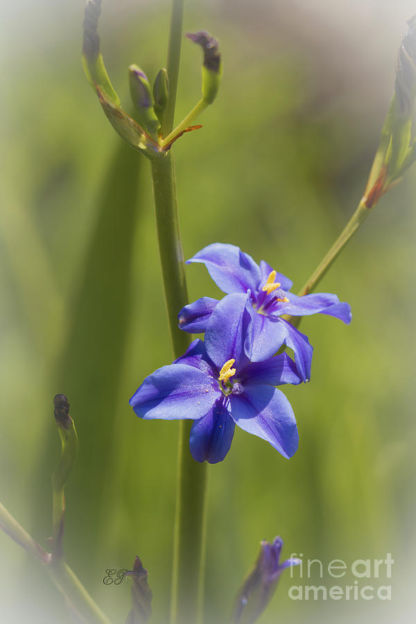 Morning Iris - Orthrosanthus laxus Photograph by Elaine Teague
