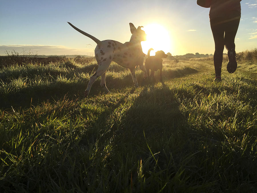 Morning Jog with the Dogs Photograph by SolStock